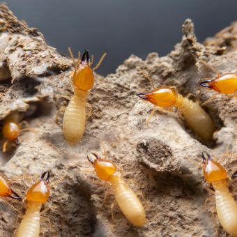 Pests and Their Nests